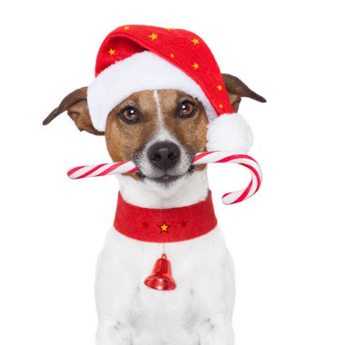 Noel Köpeği