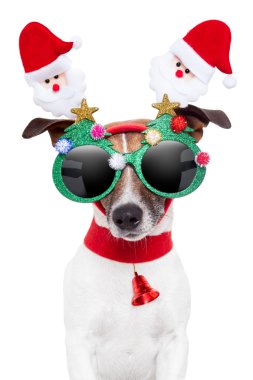 Xmas köpek