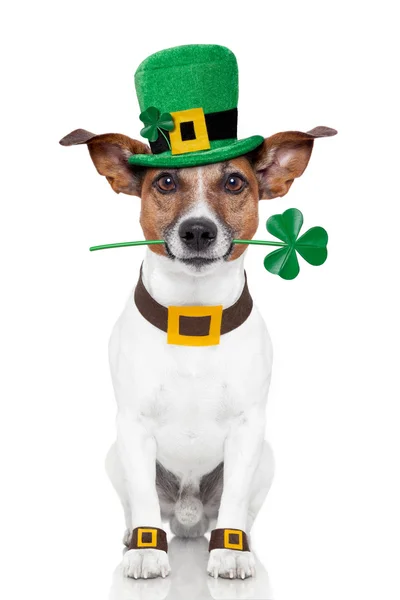 St. patrick — Stockfoto