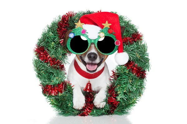 Xmas dog — Stock Photo, Image