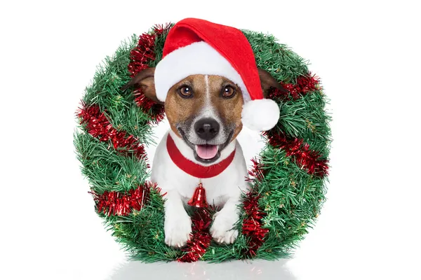 クリスマス犬 — ストック写真