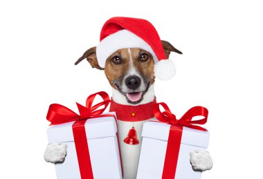 Noel Köpeği