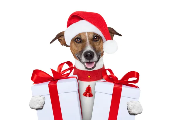 Christmas dog — Stock Photo, Image