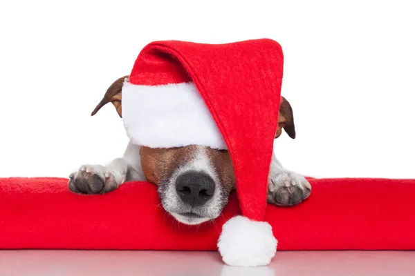 Kerstmis hond santa baby — Stockfoto