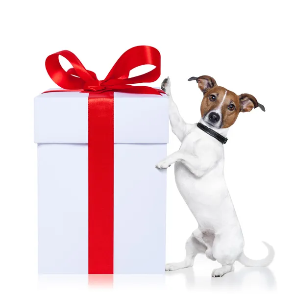 Christmas dog with present — Stock Photo, Image
