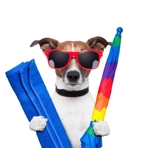 yaz tatillerini köpek