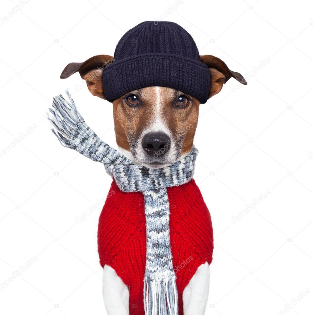 Winter dog scarf and hat