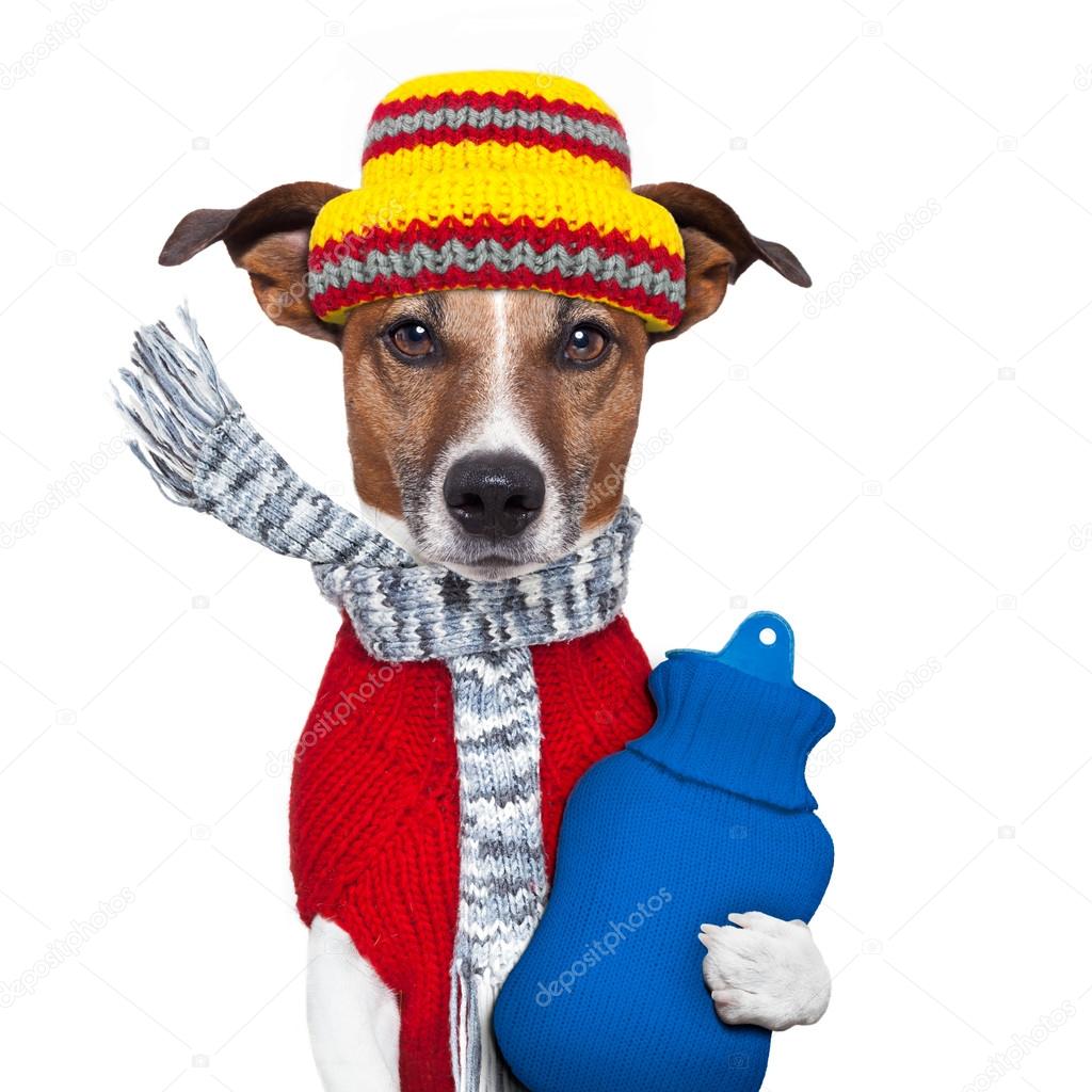 Winter dog scarf and hat