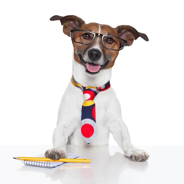 Business hund skrivmaskin — Stockfoto