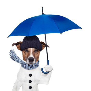 yağmur şemsiyesi köpek