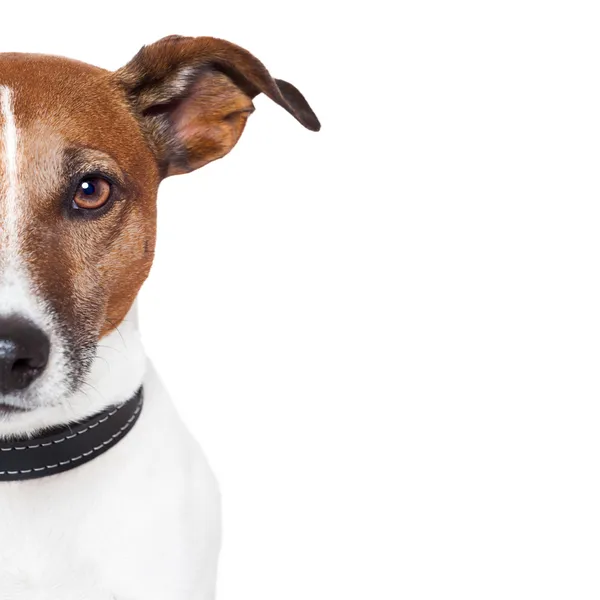プレース ホルダー バナー犬 — ストック写真