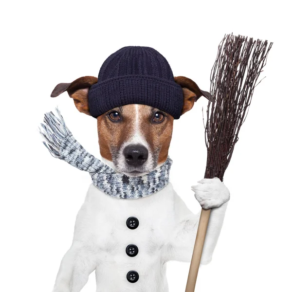 Rain broom dog winter — Stock Photo, Image