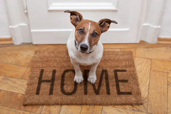 Perro bienvenida a casa — Foto de Stock