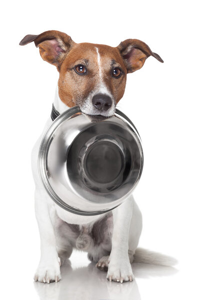 Hungry dog food bowl