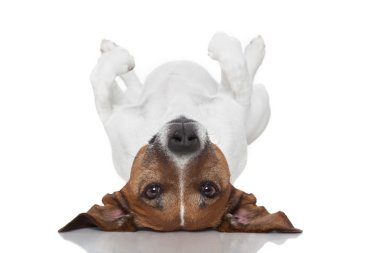 baş aşağı Serme köpek