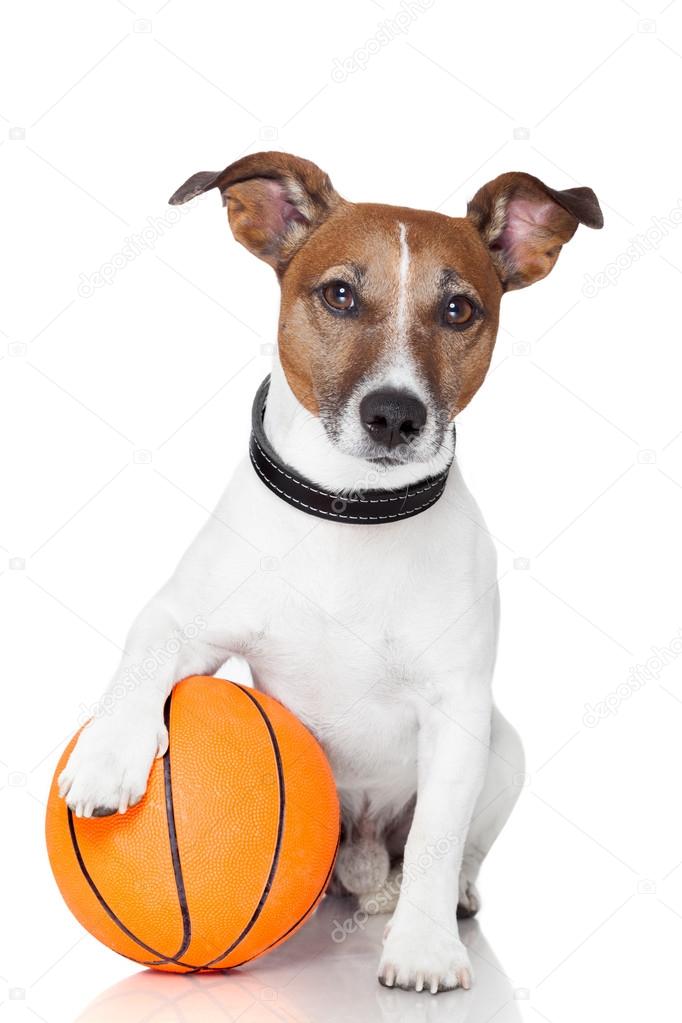 Basket ball winner dog