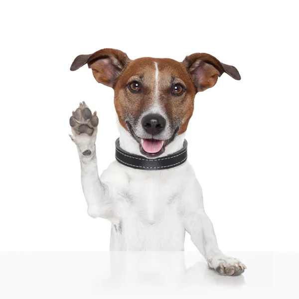 Hallo auf Wiedersehen High Five Hund — Stockfoto