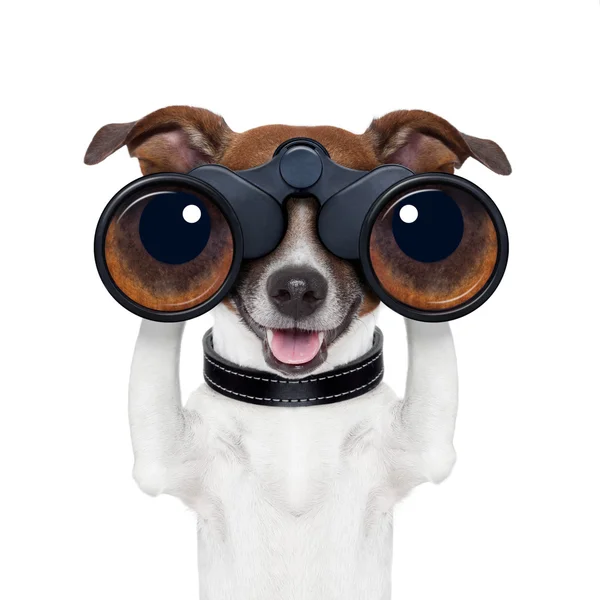 Binoculars searching looking observing dog — Stock Photo, Image