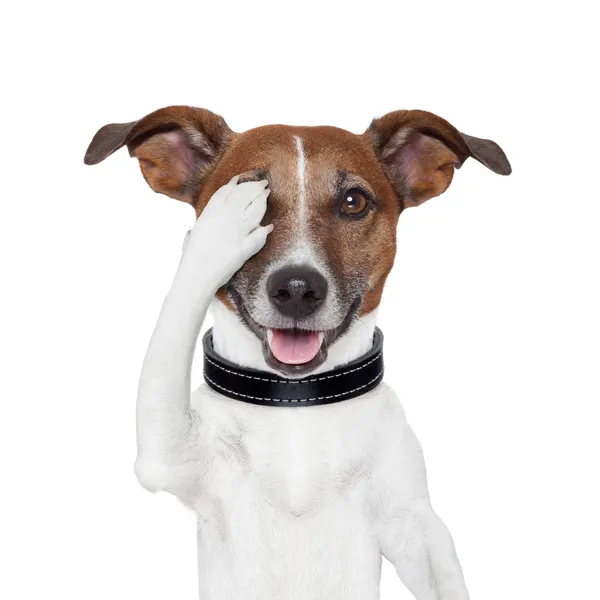 Escondendo cão de cobertura olho — Fotografia de Stock