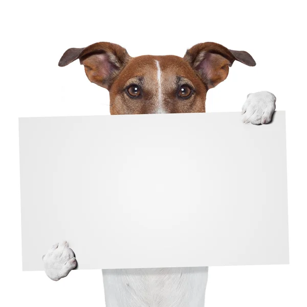 Platzhalter Banner Hund — Stockfoto