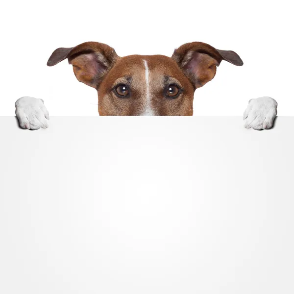 Placeholder banner dog Royalty Free Stock Photos