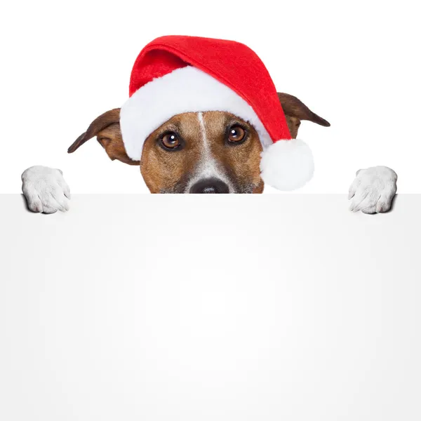 Christmas banner placeholder dog — Stock Image Christmas banner placeholder dog Royalty Free Stock Photos