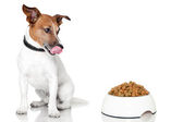 Hundeschale hungrige Mahlzeit essen