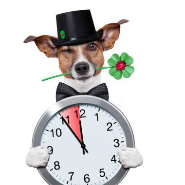 bacayı süpürmek köpek izle saat