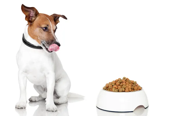 Cão tigela fome refeição comer — Fotografia de Stock