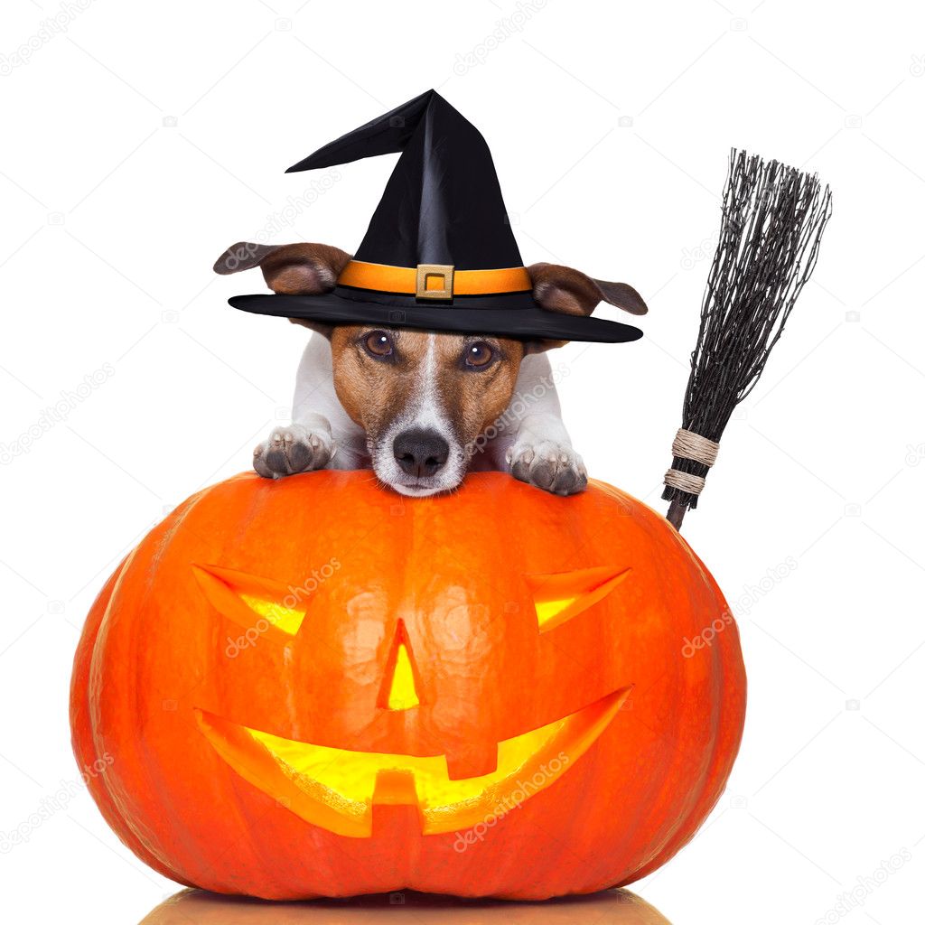 Halloween pumpkin witch dog