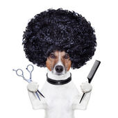 Hairdresser scissors comb dog