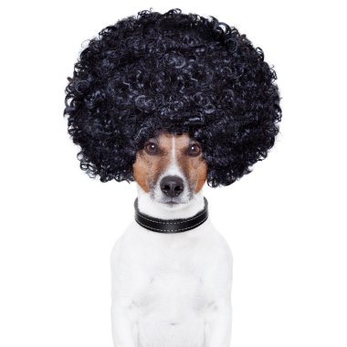 Afro saçlar köpek komik bak