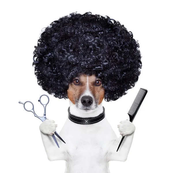 Friseurscheren kämmen Hund — Stockfoto