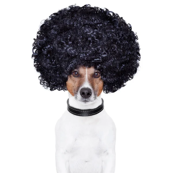 Afro mira pelo perro divertido —  Fotos de Stock