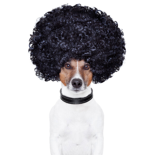 Афро выглядеть волосатой собакой смешно
