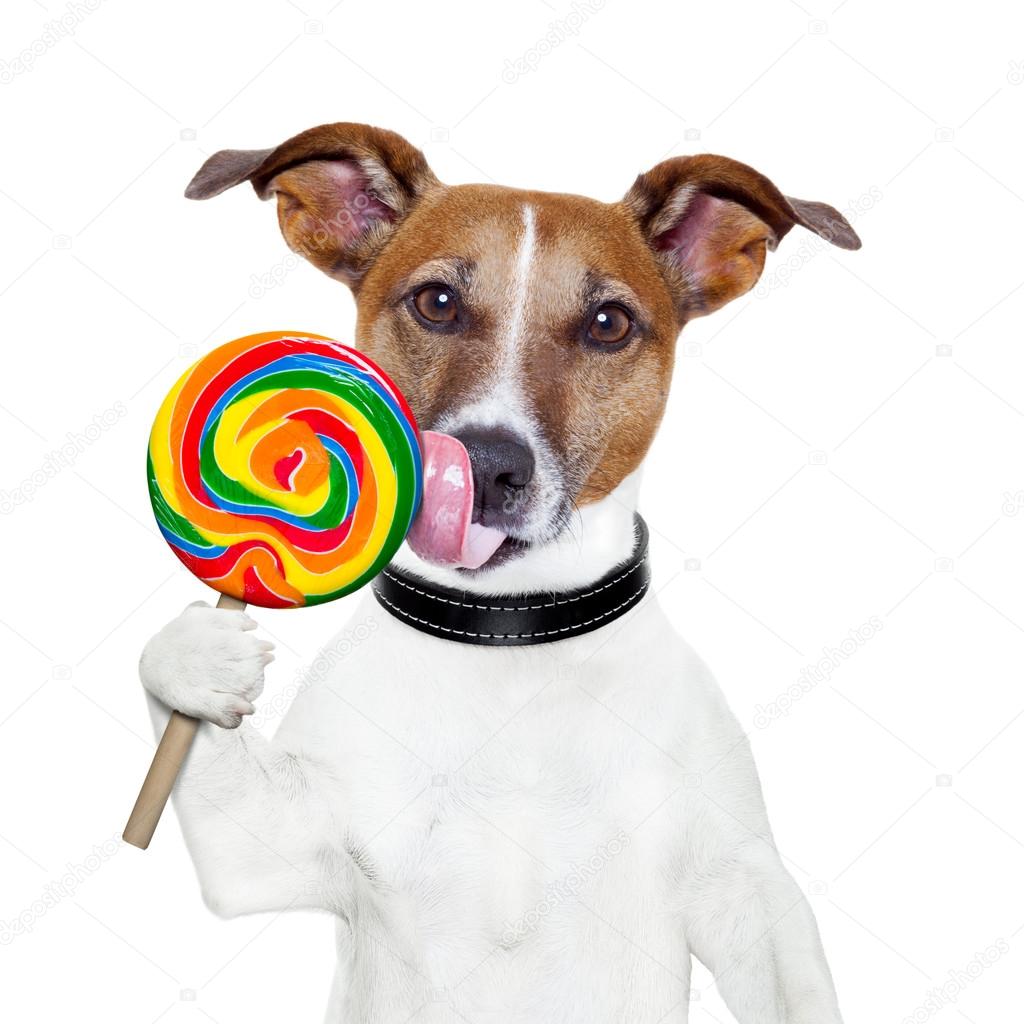 Candy lollypop licking dog Stock Photo by ©damedeeso 13850489