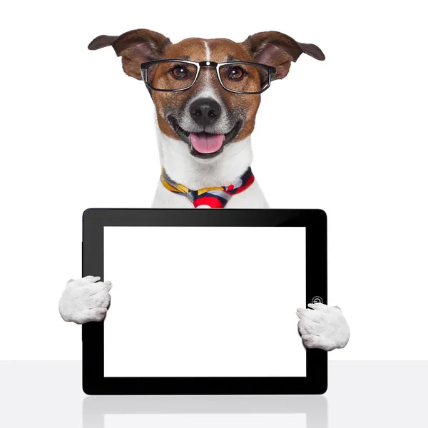 Business dog tablet pc ebook touch pad — Stock Photo, Image