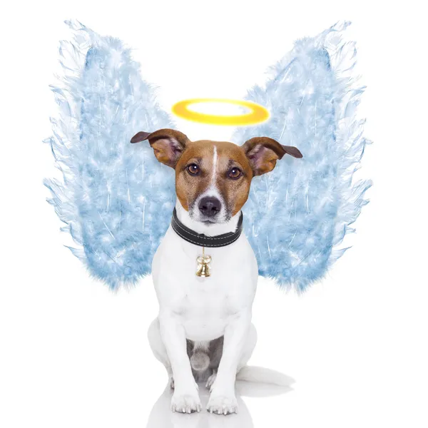 Angel hund fjäder vingar aura nimbus — Stockfoto