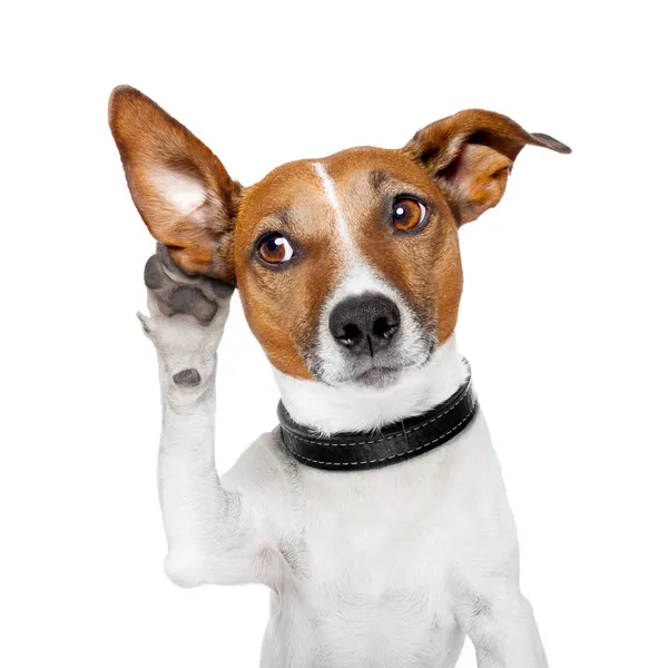 Hond luisteren met grote oor Stockfoto