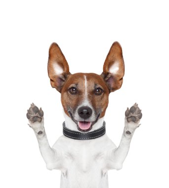 Silly crazy paws up dog