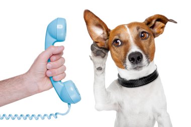 Dog on the phone male hand