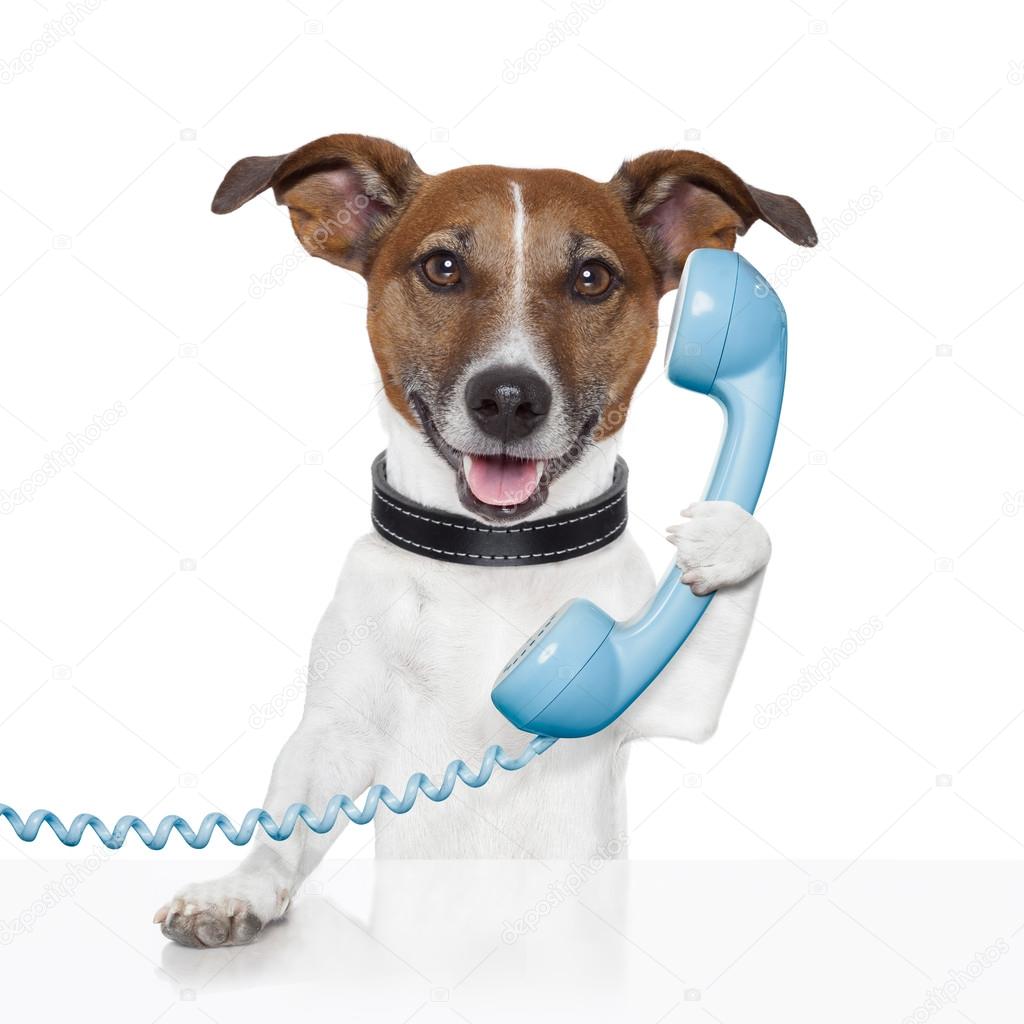 Dog on the phone talking