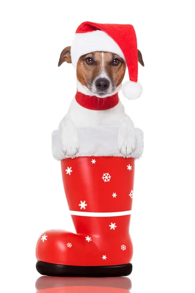 Christmas dog in a red santa boot — Stock Photo, Image