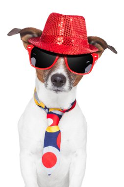 çılgın aptal komik köpek şapka gözlük kravat