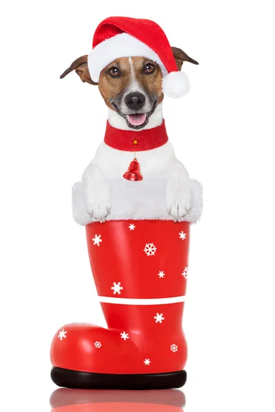 Perro de Navidad en una bota santa roja —  Fotos de Stock