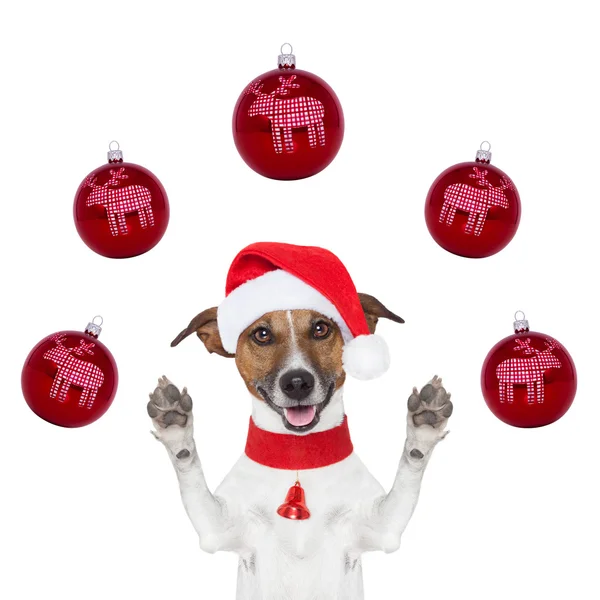 Рождественская собака в шапке Санты и шариках — стоковое фото