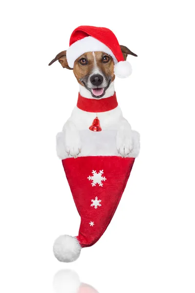 Papai Noel cão de Natal em um chapéu — Fotografia de Stock