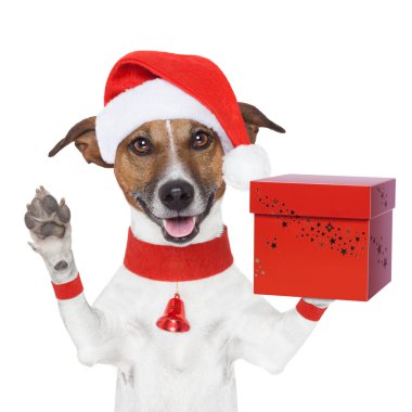 sürpriz bir hediye kutusu ile Noel köpek