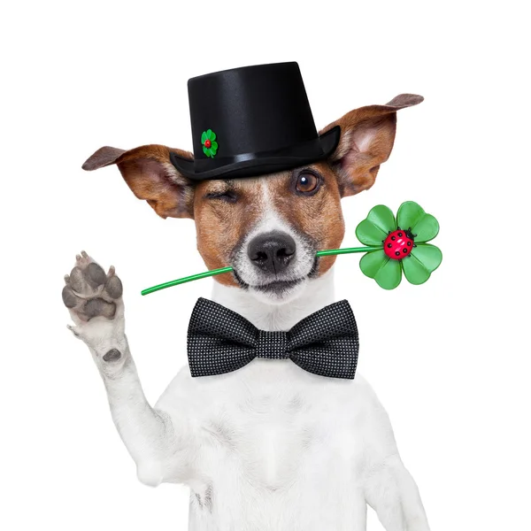 Chimney sweeper dog — Stock Photo, Image