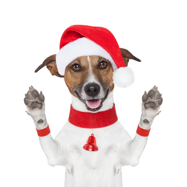 Hello goodbye christmas dog Stock Photo